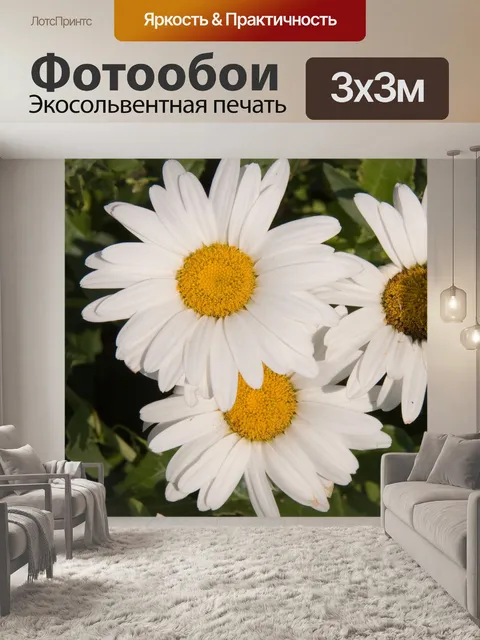 Фотообои Дэйзи цветы