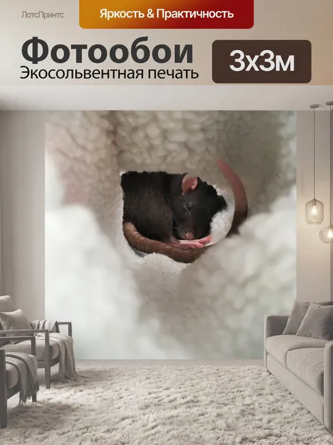 Фотообои Крыса