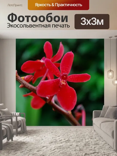 Фотообои Орхидея