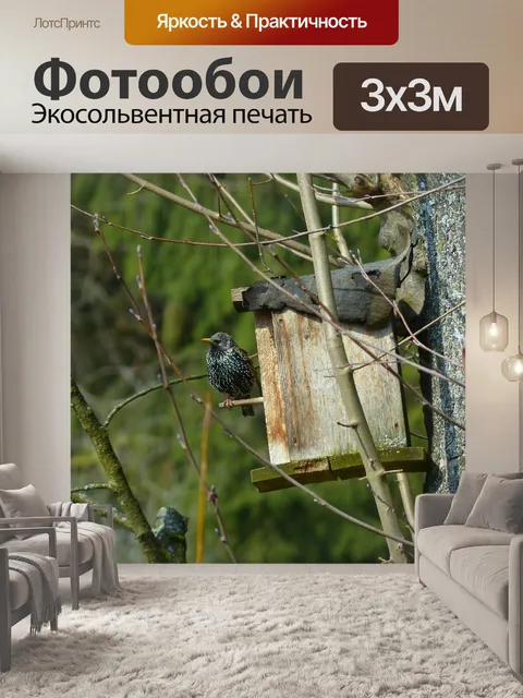 Фотообои Звезда