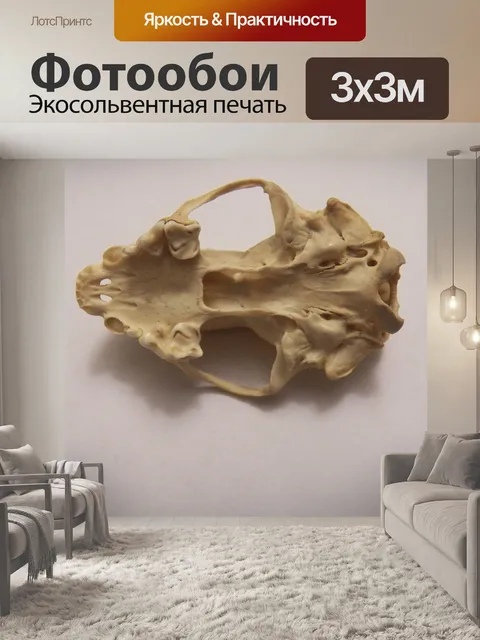 Фотообои Внутри черепа скунсов