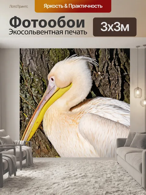 Фотообои Белый пеликан