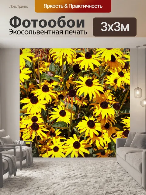 Фотообои Эхинацеи