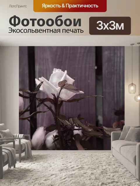Фотообои Белая роза в Мауве