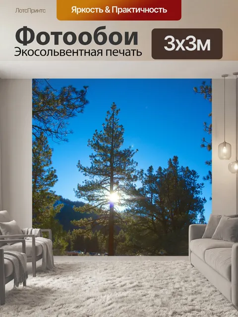 Фотообои Солнечный свет в течение зимы Pines