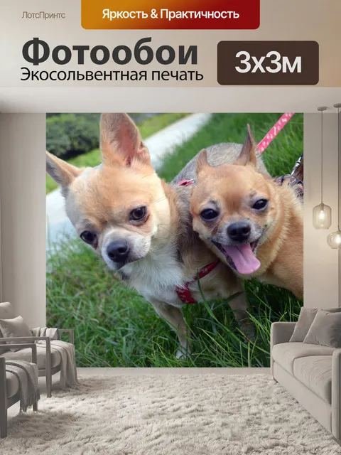 Фотообои Два чихуахуа