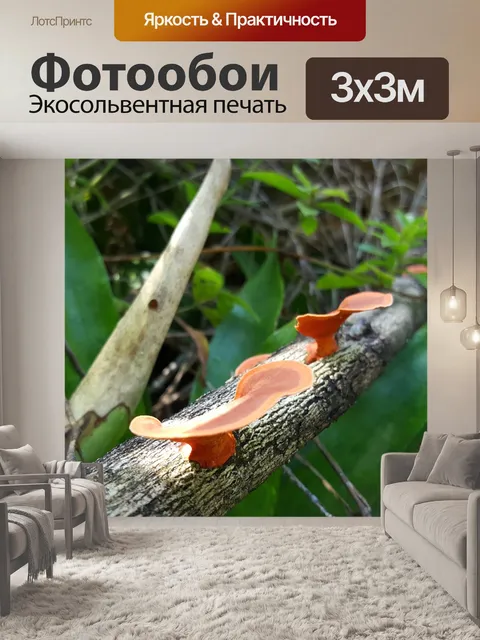 Фотообои Гриб