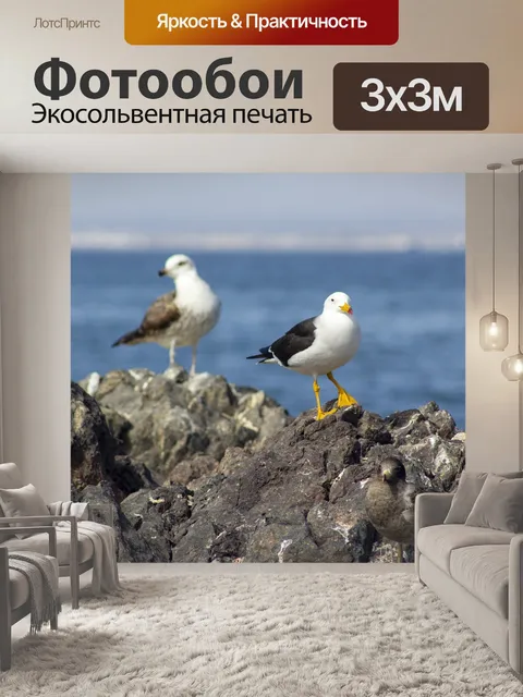 Фотообои Чайки