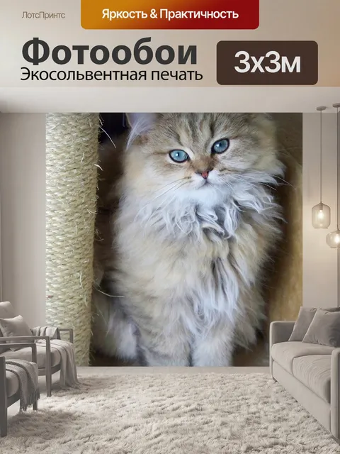 Фотообои Кошка