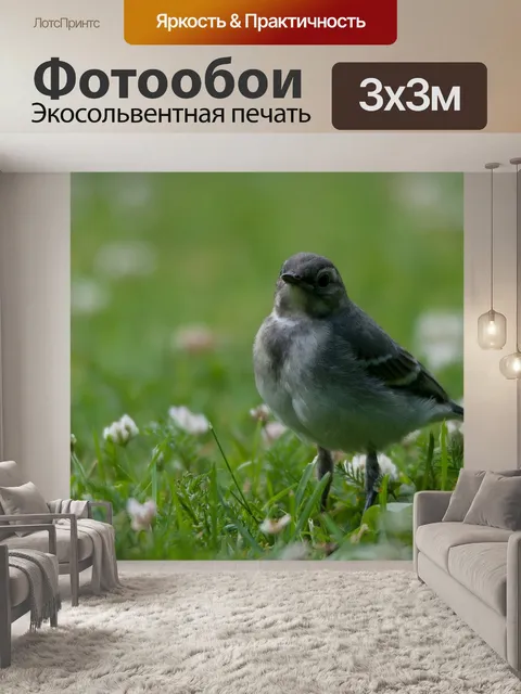 Фотообои Птица