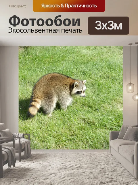 Фотообои Енот № 3