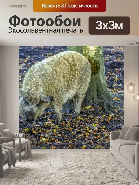 Фотообои Кудрявая свинья