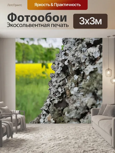 Фотообои Береза