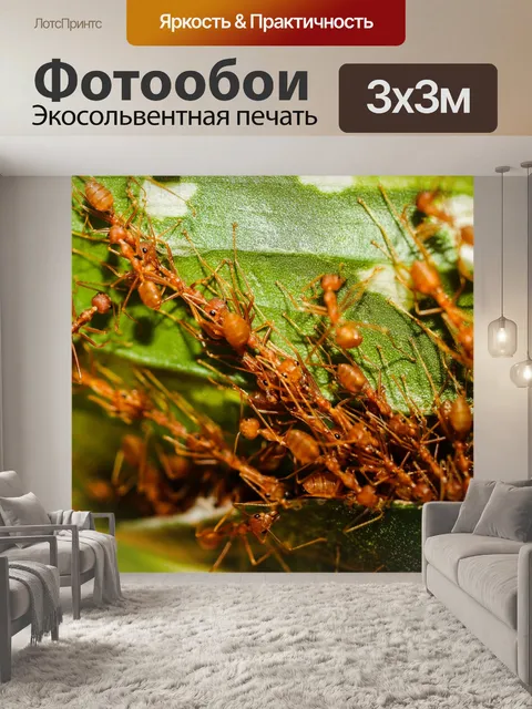 Фотообои Красные муравьи