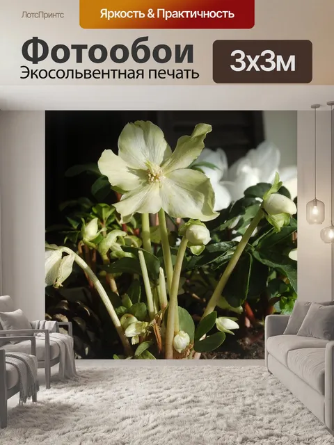 Фотообои Белые цветы