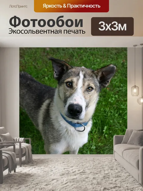 Фотообои Животное