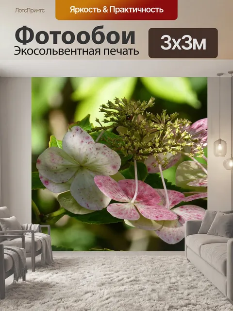 Фотообои Тарелка гортензия