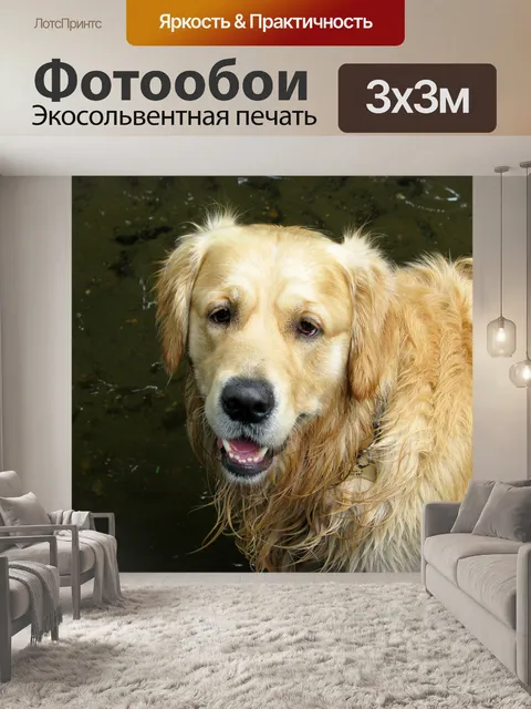 Фотообои Золотистый ретривер