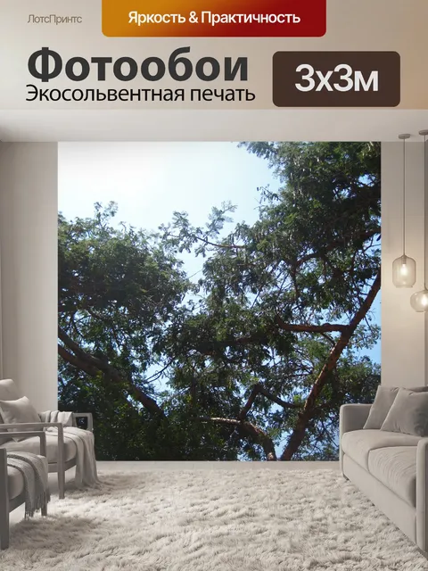 Фотообои высокие ветви шипа бумажной коры