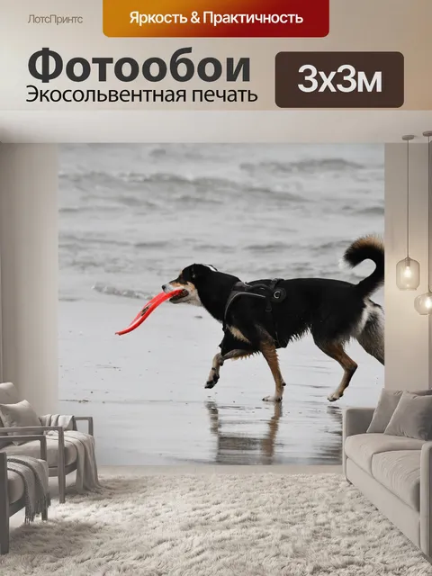 Фотообои Черная собака на мокром песке