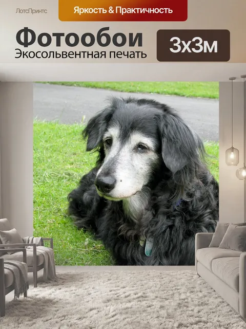 Фотообои Старшая собака
