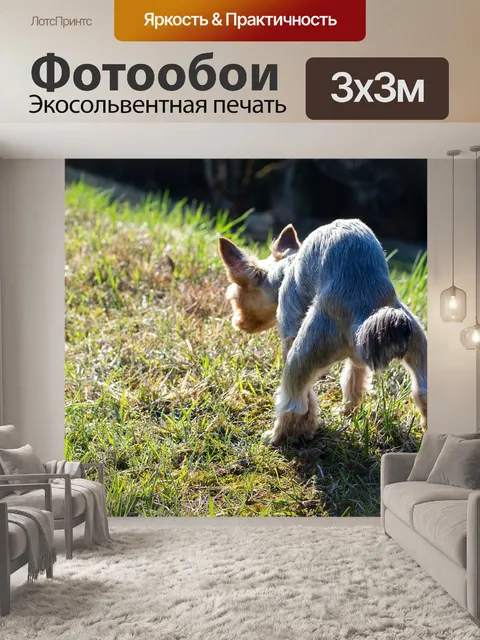 Фотообои Собака