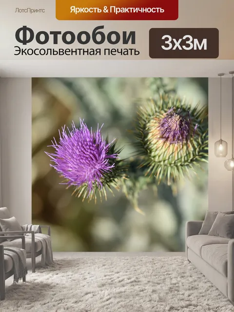 Фотообои Артишок чертополох крупным планом