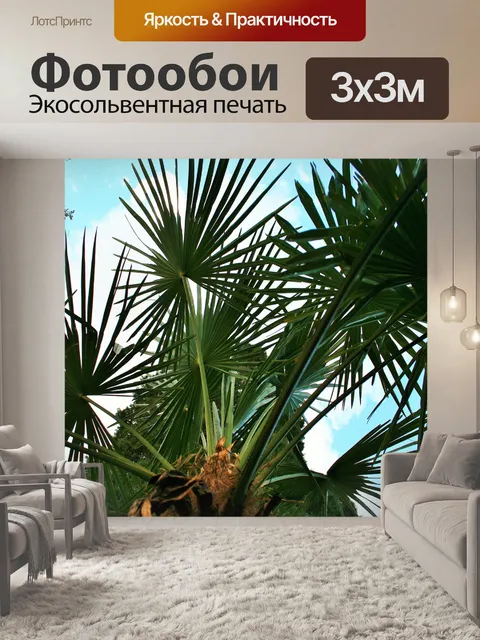 Фотообои веерной пальмы против неба