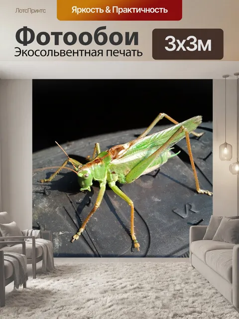 Фотообои Кузнечик