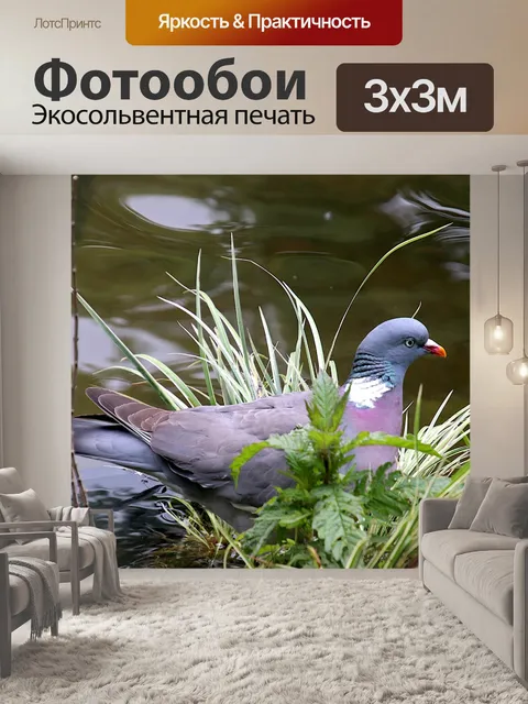 Фотообои Голубь