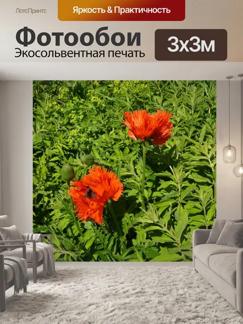 Фотообои Маки
