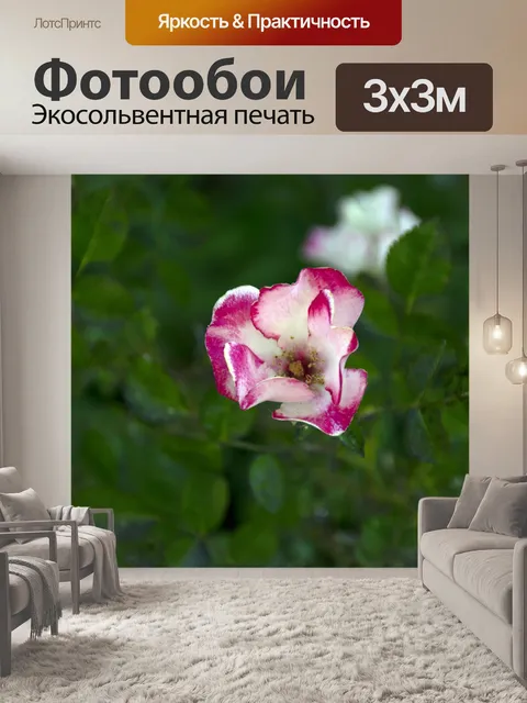 Фотообои розовый и белый цветок