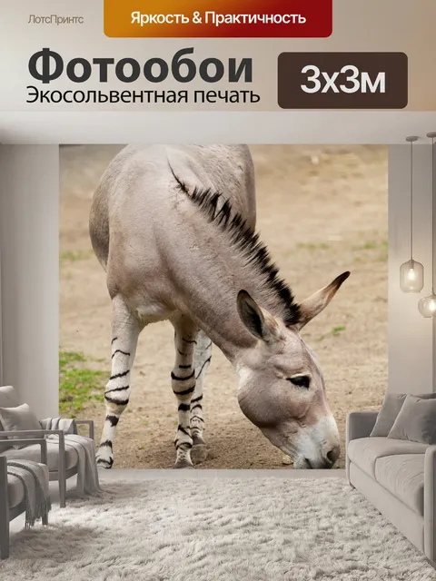 Фотообои Сомалийские дикий осел