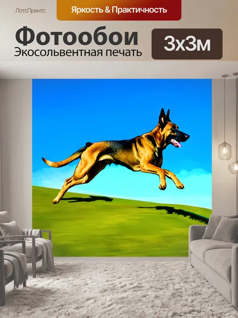 Фотообои бельгийская овчарка малинуа, скачущая по зеленым холмам, с ярким голубым небом на фоне