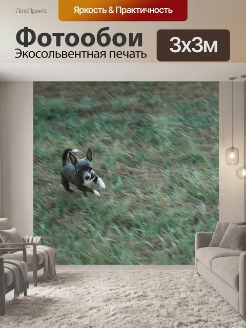 Фотообои Чихуахуа Летние