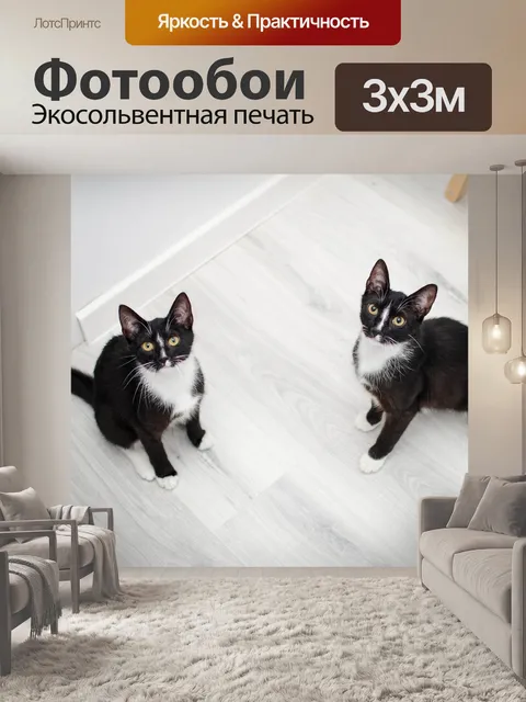 Фотообои Кошки