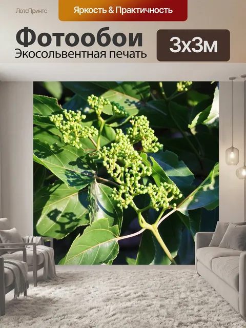 Фотообои солнечный свет на японском дереве изюма