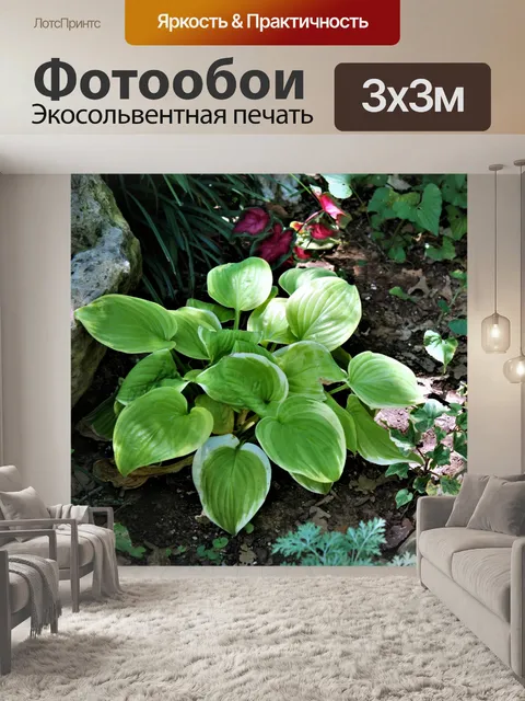 Фотообои Хоста в тенистом саду