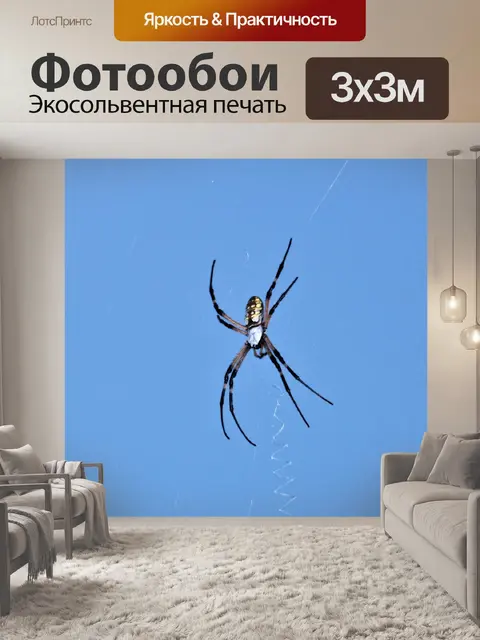 Фотообои Аргиопа Паук против голубого неба