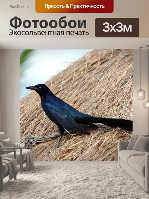 Фотообои Grackle длинный хвост