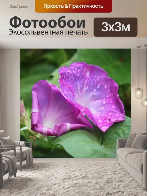 Фотообои Фиолетовый слава утра цветок близнецов