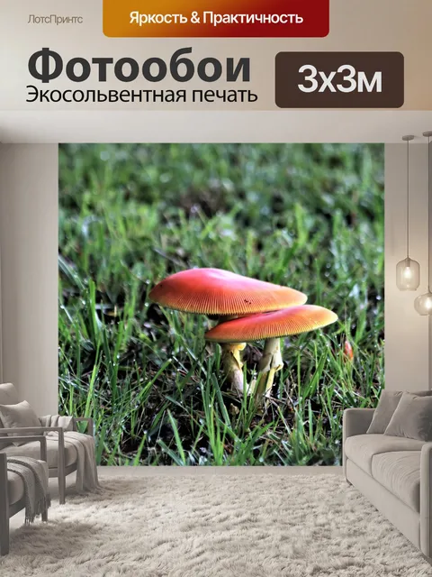 Фотообои Аманита Джексон Грибы в траве
