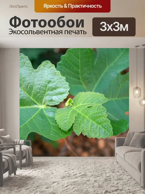 Фотообои листья инжира
