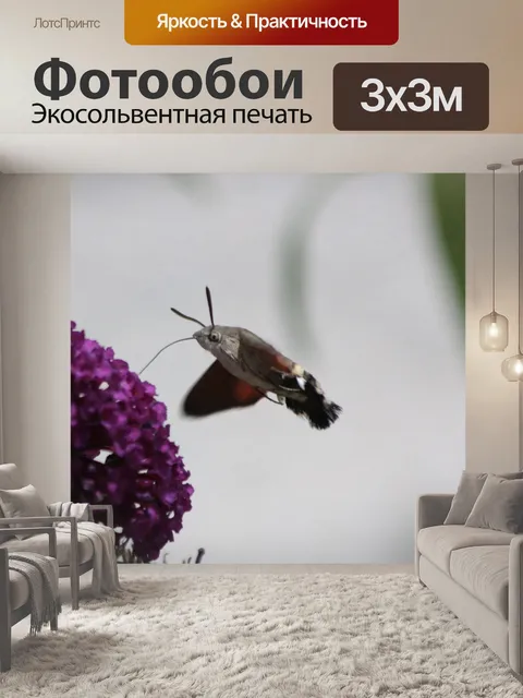 Фотообои Колибри ястреб моли