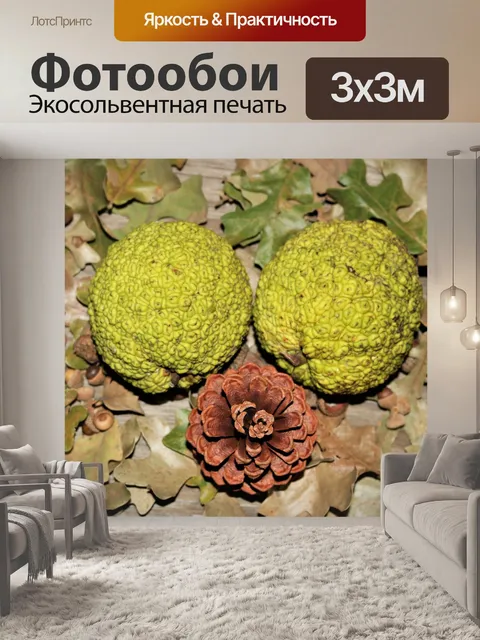 Фотообои Конские яблоки и шишка