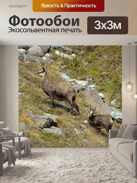 Фотообои Серна
