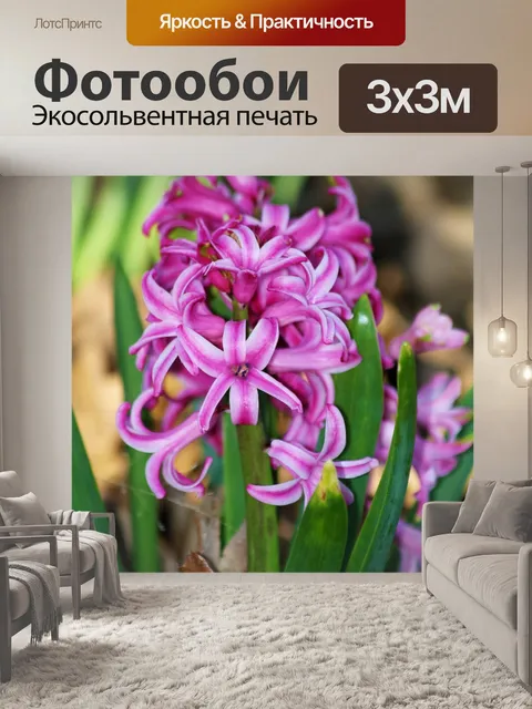 Фотообои Розовый гиацинт Блум крупным планом 2