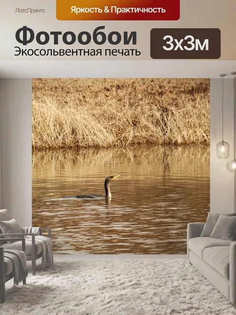 Фотообои Двойной хохлатый баклан на пруду