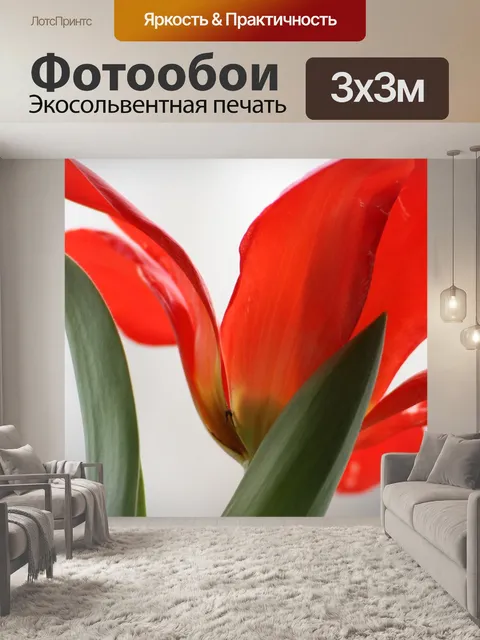 Фотообои Тюльпан
