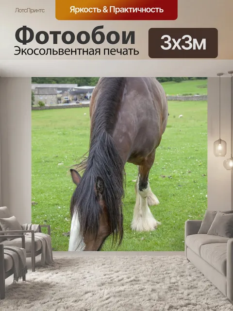 Фотообои Домашняя лошадь